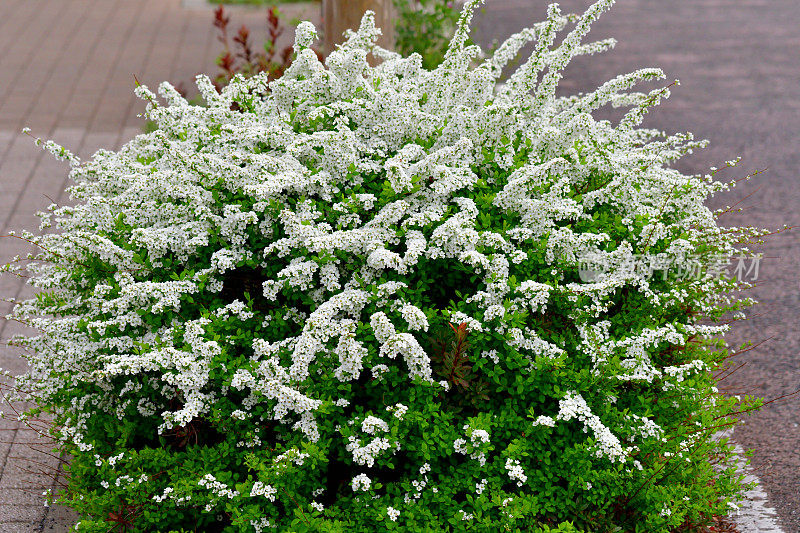 桑贝里绣线菊/桑贝里绣线菊